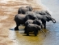 Elefanten im Chobe NP